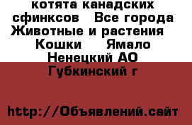 котята канадских сфинксов - Все города Животные и растения » Кошки   . Ямало-Ненецкий АО,Губкинский г.